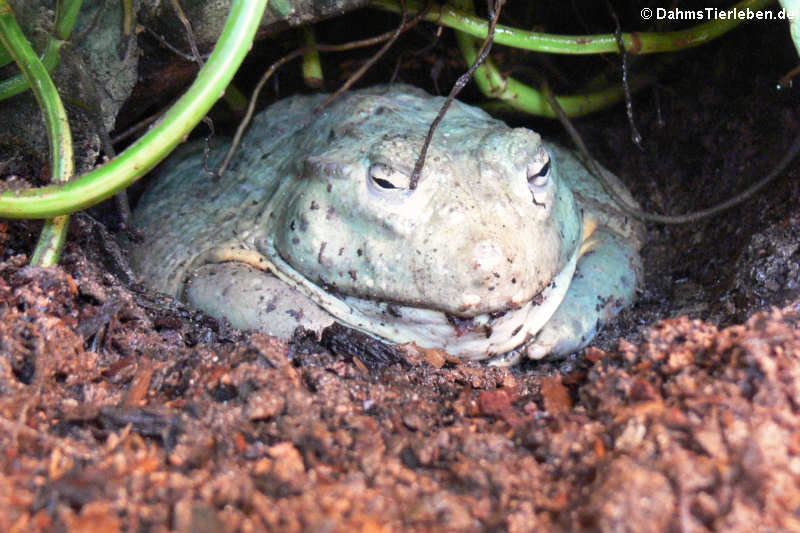 Gesprenkelter Grabfrosch (Pyxicephalus adspersus)