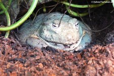 Gesprenkelter Grabfrosch (Pyxicephalus adspersus) im TerraZoo Rheinberg