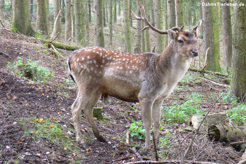 Sikahirsch (Cervus nippon)