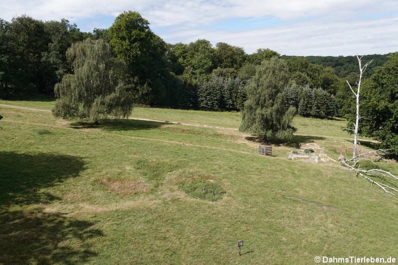 Blick in den Wildpark