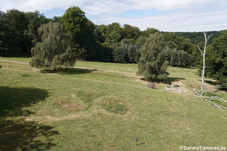 Aussichtsturm Wildpark Rolandseck