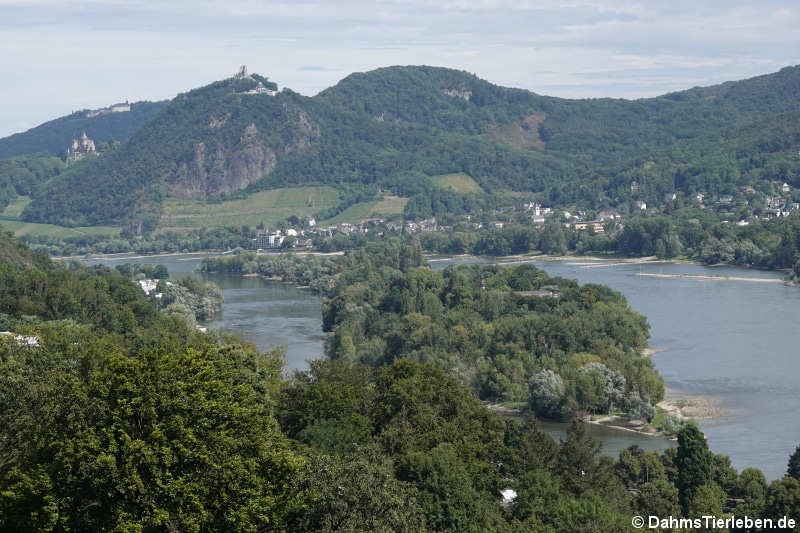 Blick vom Aussichtsturm in Richtung Königswinter