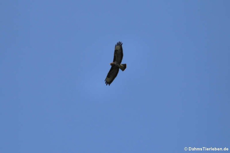 Buteo buteo buteo