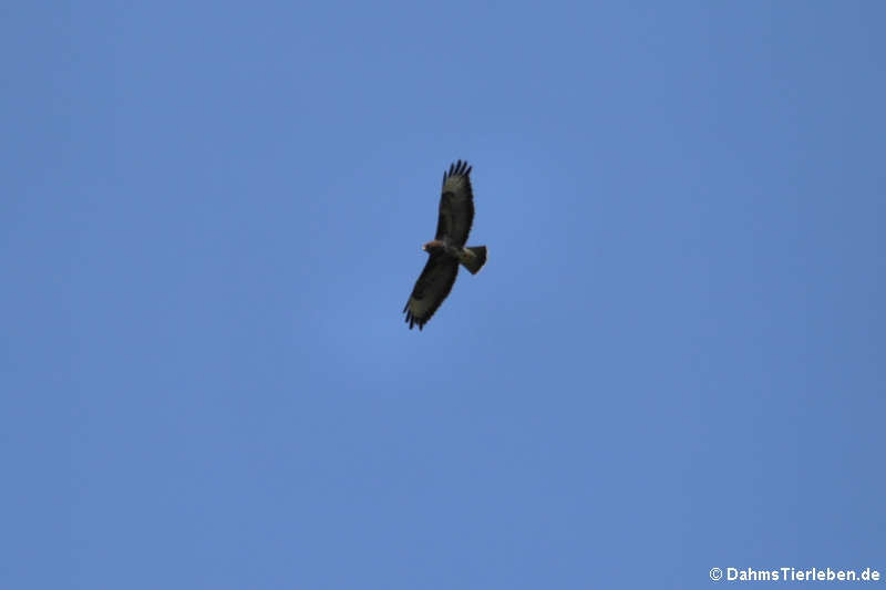 Bussard (Buteo buteo buteo)