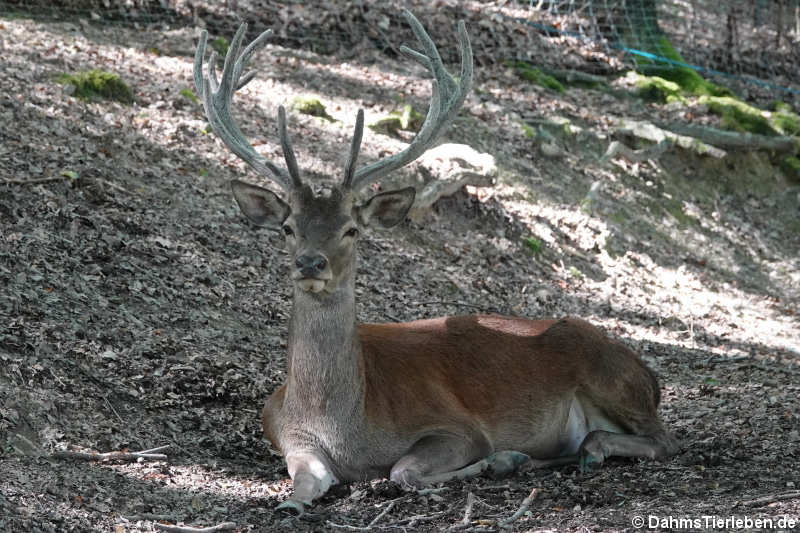 Rothirsch (Cervus elaphus hippelaphus)