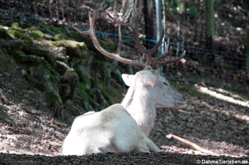 Rothirsch (Cervus elaphus hippelaphus)