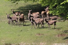 mitteleuropäische Rothirsche (Cervus elaphus hippelaphus) im Wald- & Wildpark Rolandseck