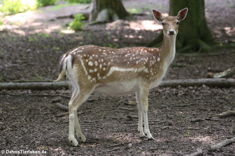 Damhirsch (Dama dama)