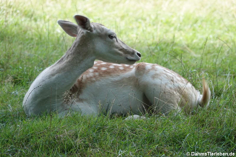 Damhirsch (Dama dama)