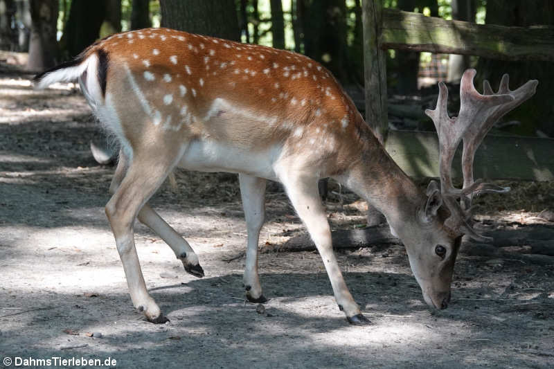 Damhirsch (Dama dama)