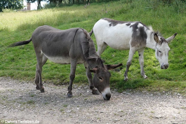 Esel im Wald- & Wildpark Rolandseck