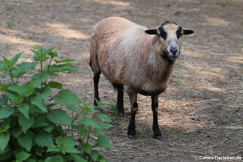 Kamerunschaf (Ovis orientalis f. aries)