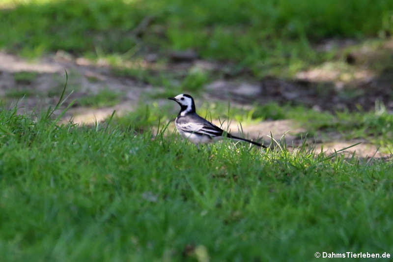 Bachstelze (Motacilla alba alba)