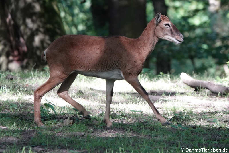 Europäischer Mufflon (Ovis orientalis musimon)