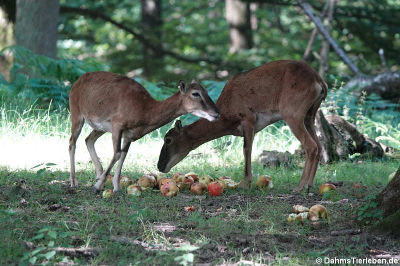 Europäische Mufflons (Ovis orientalis musimon)