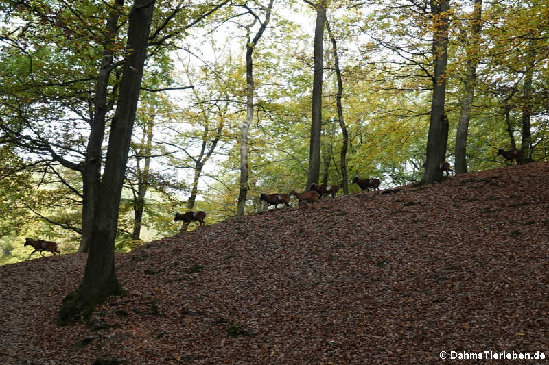 Europäische Mufflons (Ovis orientalis musimon)