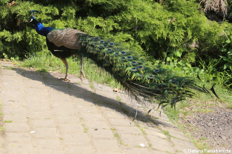 Blauer Pfau (Pavo cristatus)