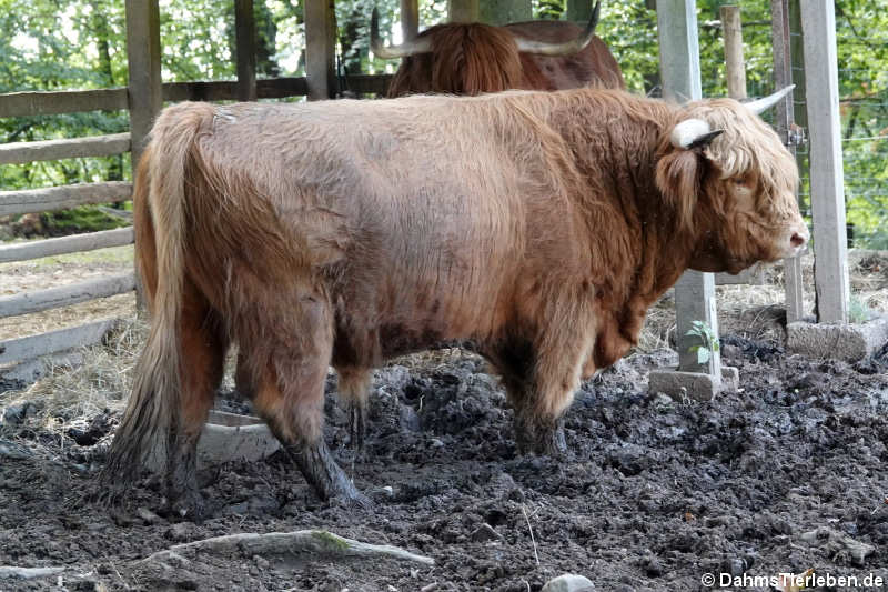 Schottisches Hochlandrind (Bos primigenius f. taurus)