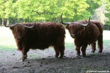 Schottische Hochlandrinder (Bos primigenius f. taurus) im Wald- & Wildpark Rolandseck