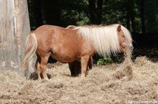 Shetlandpony im Wald- & Wildpark Rolandseck