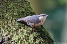 Kleiber (Sitta europaea caesia) im Wald- & Wildpark Rolandseck