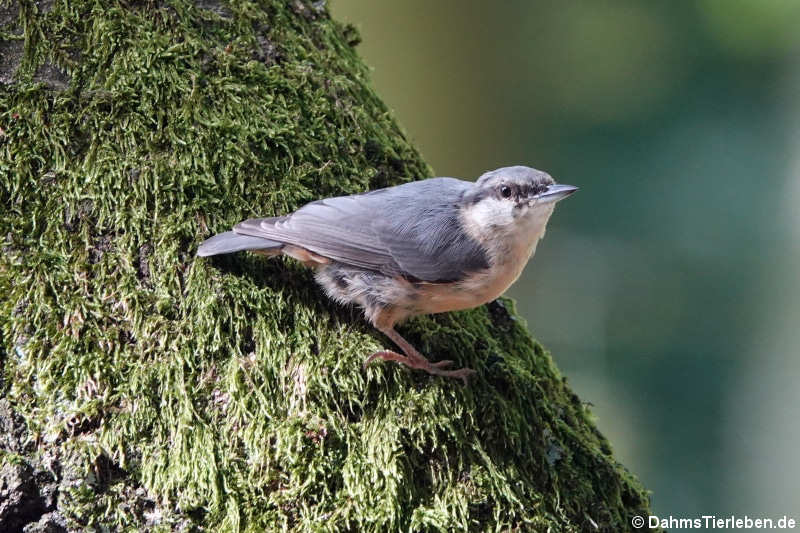 Kleiber (Sitta europaea caesia)