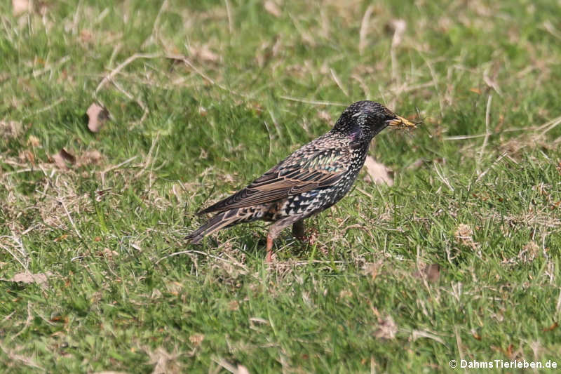 Sturnus vulgaris vulgaris