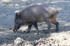 Wildschwein (Sus scrofa scrofa) im Wald- & Wildpark Rolandseck