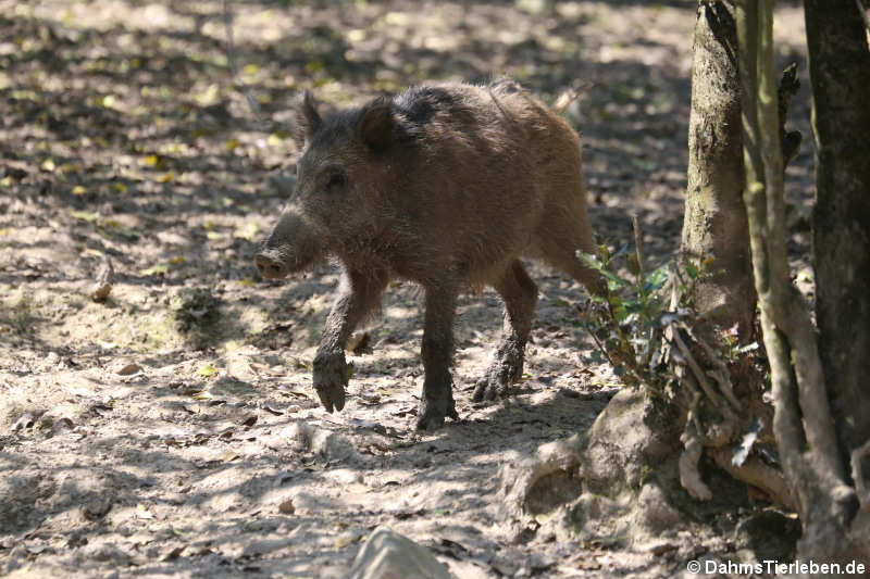 Wildschwein (Sus scrofa scrofa)