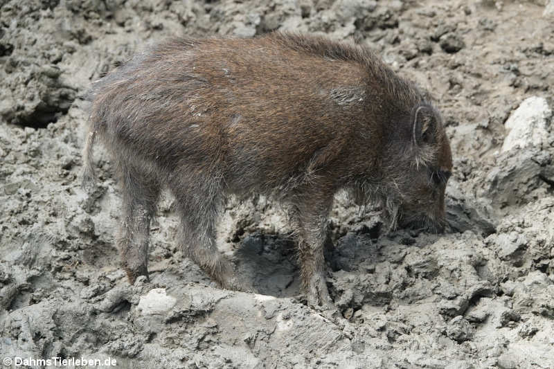 Wildschwein (Sus scrofa scrofa)