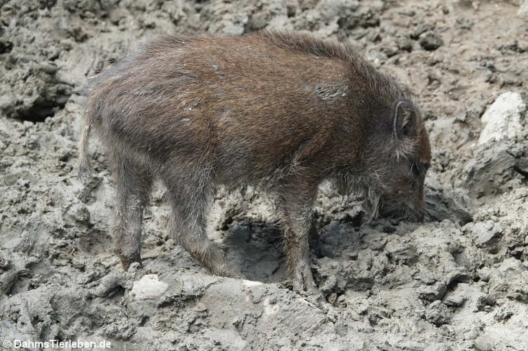 Sus scrofa scrofa