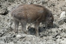 Wildschwein (Sus scrofa scrofa) im Wald- & Wildpark Rolandseck