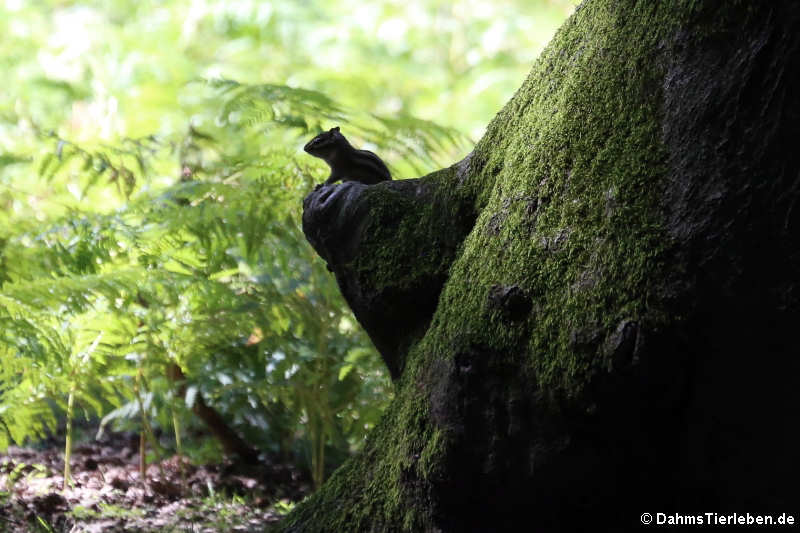 Burunduk oder Sibirisches Streifenhörnchen (Tamias sibiricus)