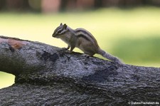 Burunduk oder Sibirisches Streifenhörnchen (Tamias sibiricus) im Wald- & Wildpark Rolandseck