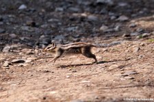 Burunduk oder Sibirisches Streifenhörnchen (Tamias sibiricus) im Wald- & Wildpark Rolandseck