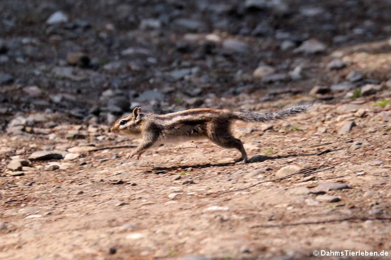 Burunduk oder Sibirisches Streifenhörnchen (Tamias sibiricus)