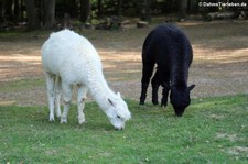 Alpakas (Vicugna pacos) im Wald- & Wildpark Rolandseck