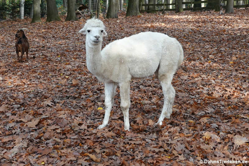 Alpaka (Vicugna vicugna f. pacos)