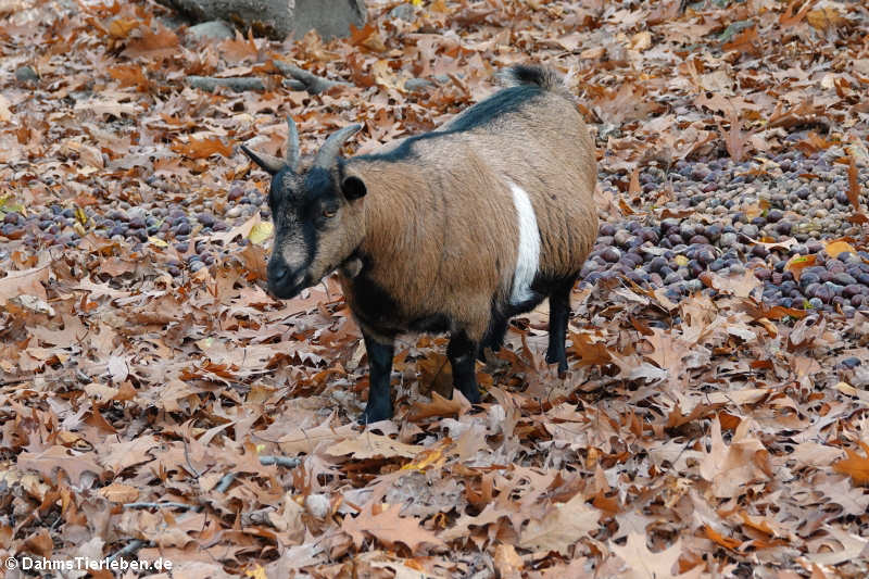 Zwergziege (Capra aegagrus f. hircus)