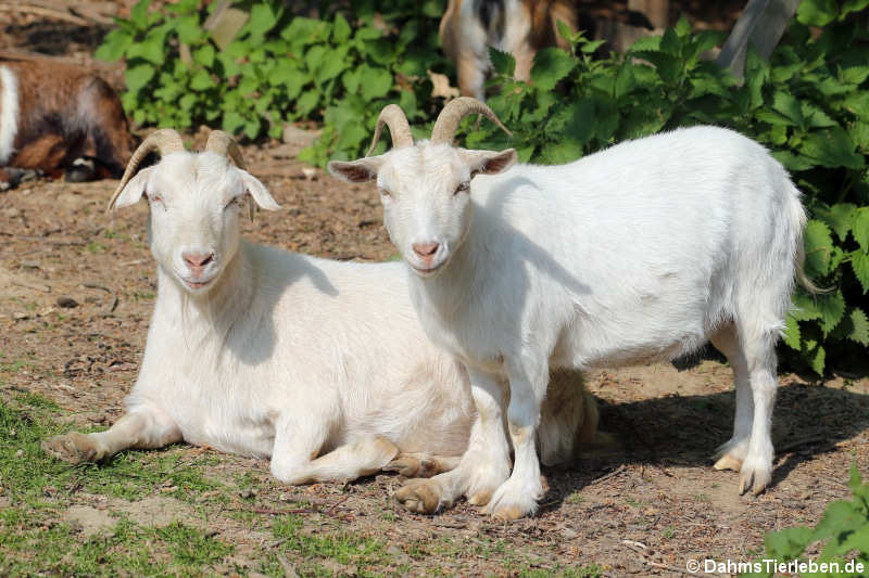 Zwergziegen (Capra aegagrus f. hircus)