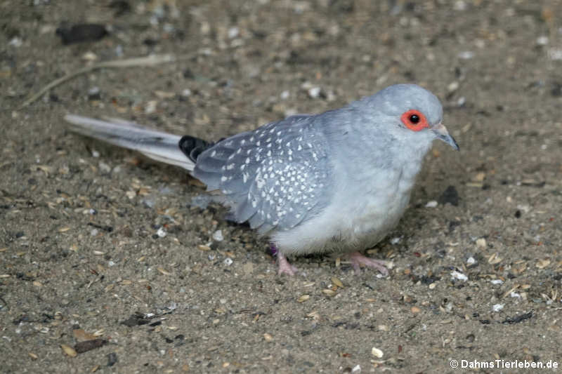 Geopelia cuneata