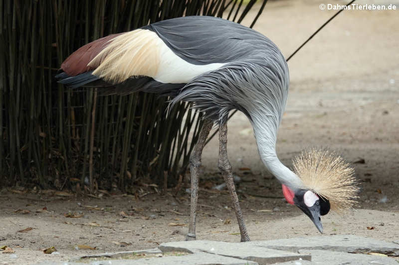 Balearica regulorum regulorum