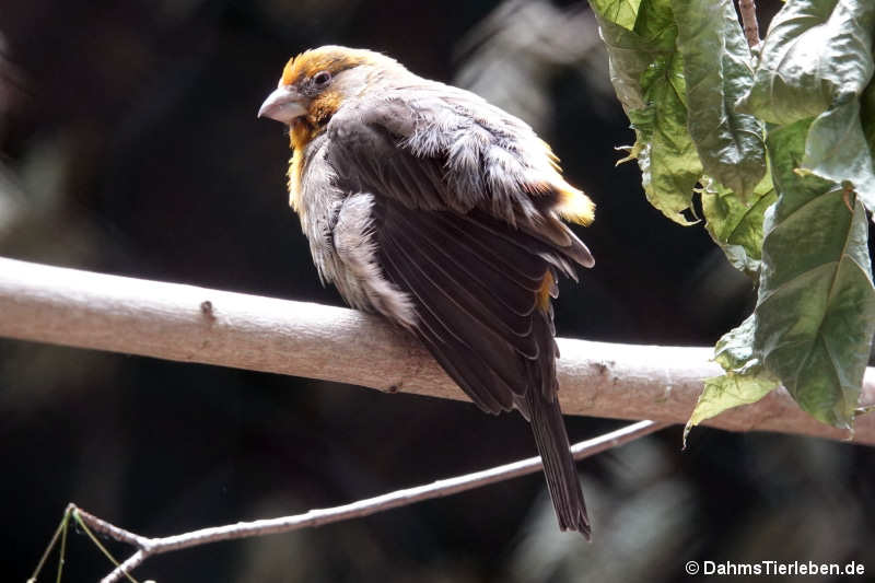 Hausgimpel (Haemorhous mexicanus)