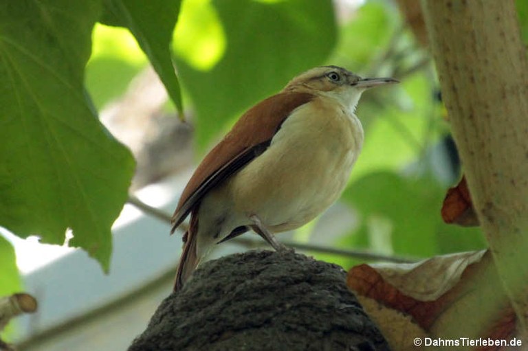 Furnarius cinnamomeus