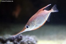 Gewöhnlicher Schnepfenfisch (Macroramphosus scolopax) in der Wilhelma Stuttgart