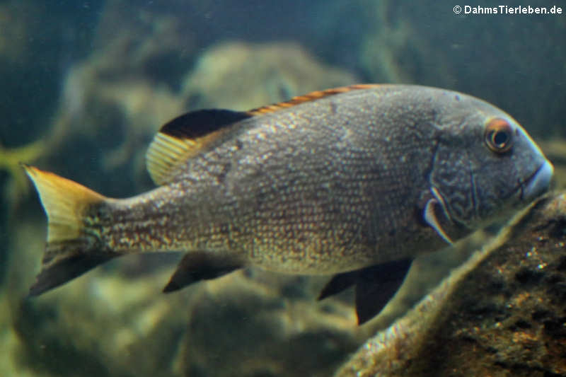 Plectorhinchus albovittatus