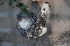 Appenzeller Spitzhaube (Gallus gallus f. domestica) im Wildgehege Weißhauswald in Trier