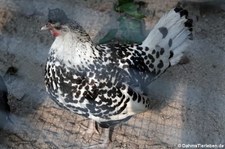 Appenzeller Spitzhaube (Gallus gallus f. domestica) im Wildgehege Weißhauswald in Trier