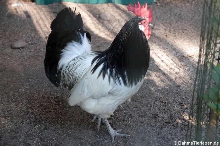 Lakenfelder Huhn