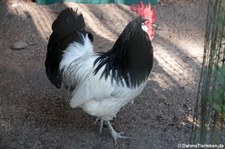 Lakenfelder Huhn (Gallus gallus f. domestica) im Wildgehege Weißhauswald in Trier